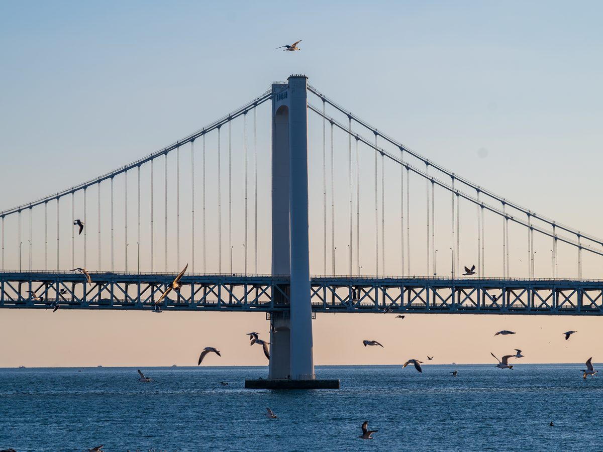 Gulls over the Xinghai Bay Bridge — Dalian 大连, Liaoning, China