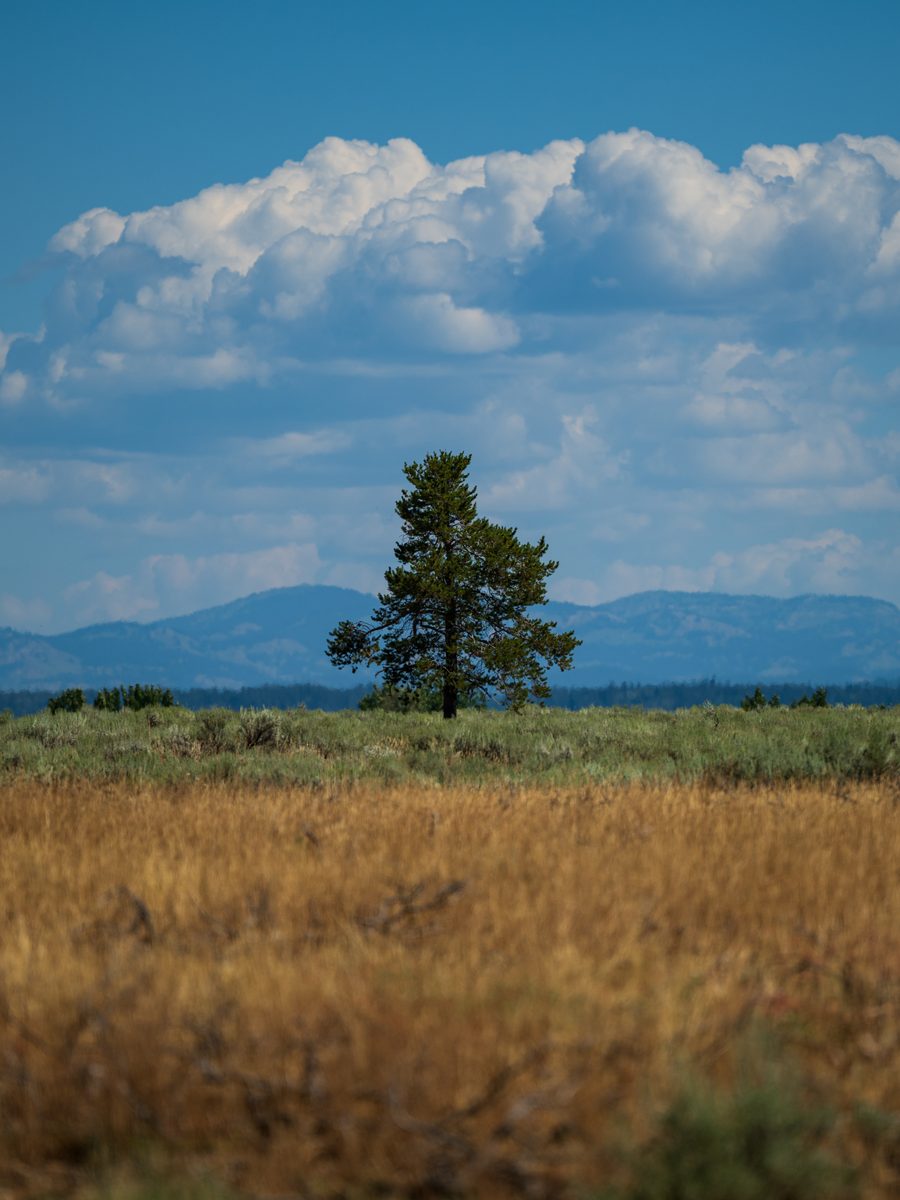 One pine on the sagebrush flats — Grand Teton, Wyoming