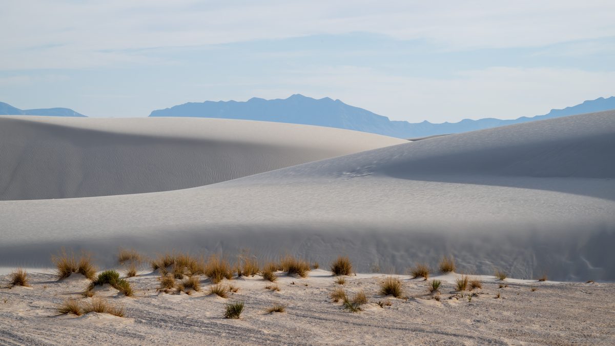 Yucca holding the dune crest — White Sands, New Mexico